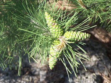 Pinus nigra subsp laricio